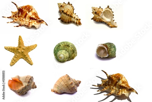 The set of sea souvenirs on a white background is isolated