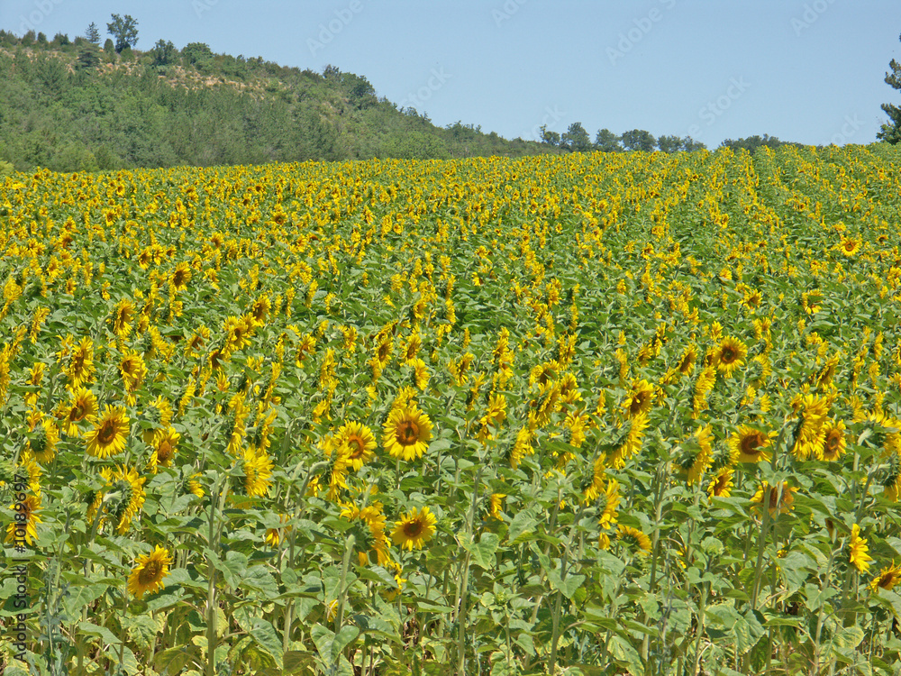champ de tournesols champ de tournesols