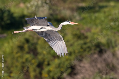 Grey Heron in flight with green background at Intaka Island
