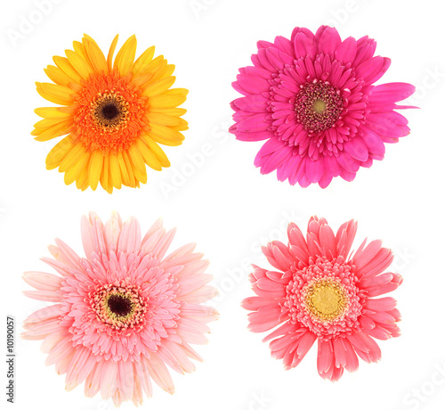 Gerber daisies on white