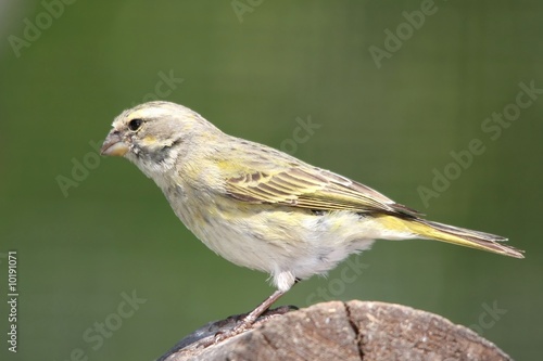 Wild yellow canary bird perched on a log