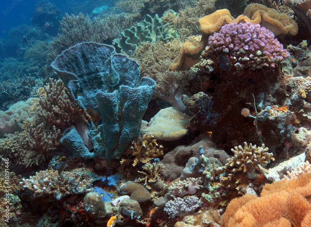 Indonesian coral reef in the Lembeh straits of North Sulawesi Indonesian coral reef in the Lembeh straits of North Sulawesi