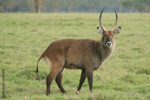 a photo taken in kenya of an animal with big horns