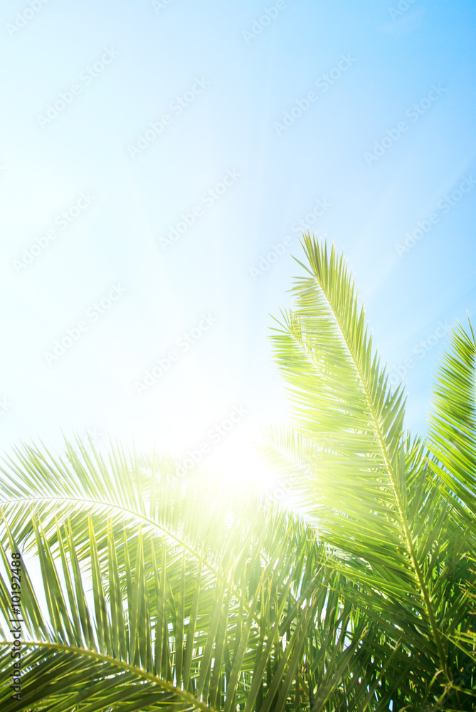 Obraz premium green palm and morning sun