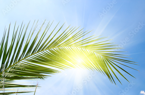 leaf of palm and morning sun