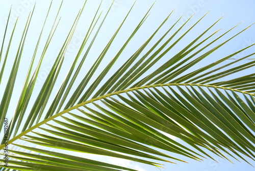 leaf of palm and blue sky