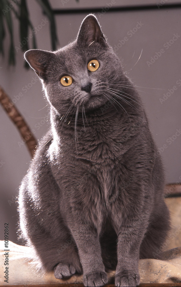 Fototapeta premium chat des chartreux assis avec un regard intrigué