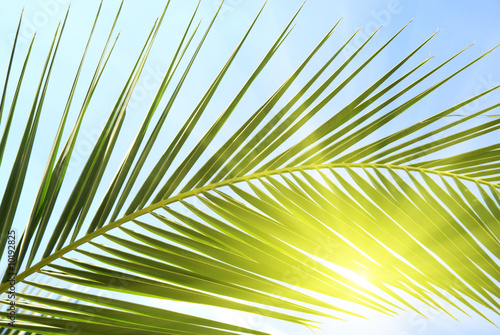 leaf of palm and morning sun