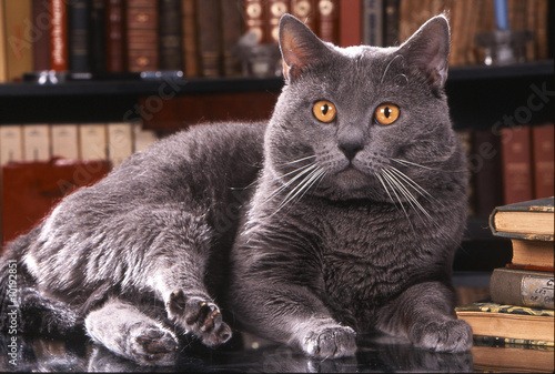 chat des chartreux dans bibliotheque photo