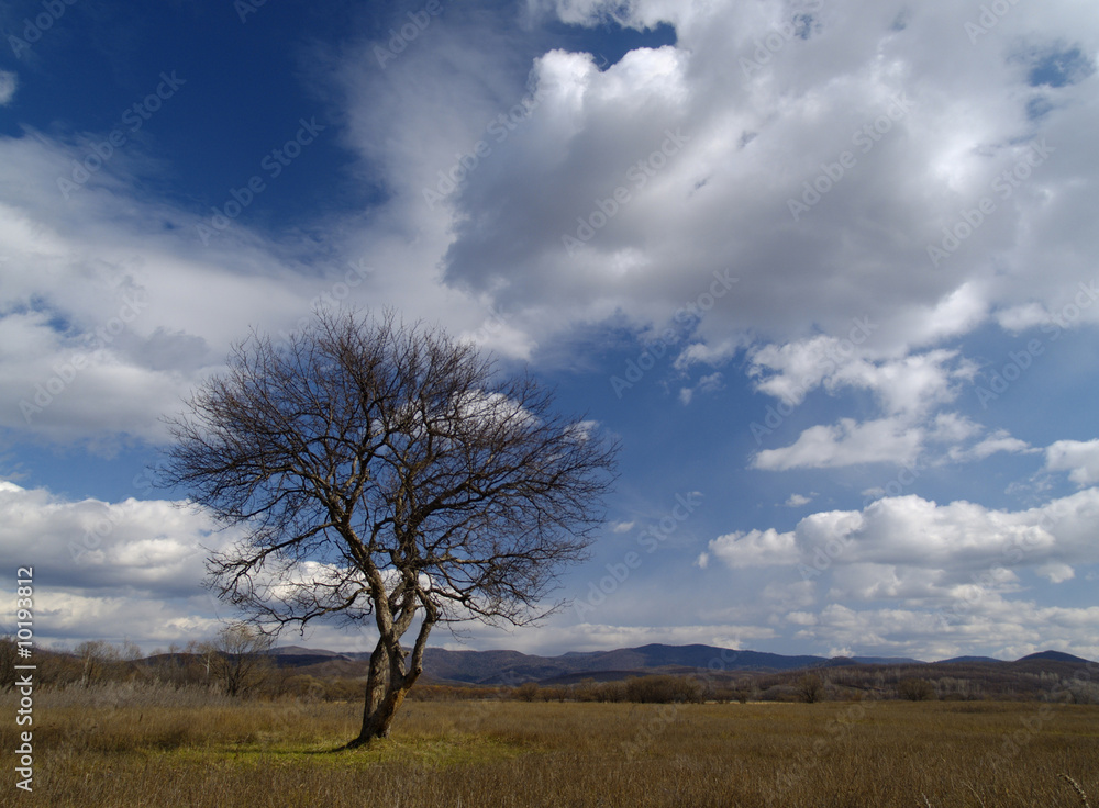 An autumn landscape with clouds and a lonely tree An autumn landscape with clouds and a lonely tree