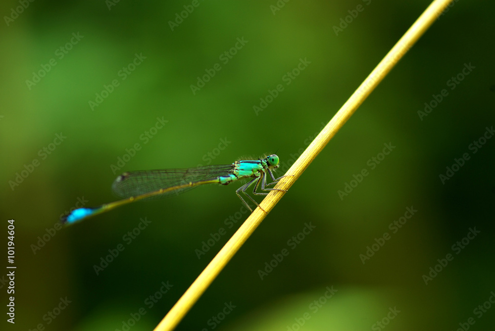 dragon fly