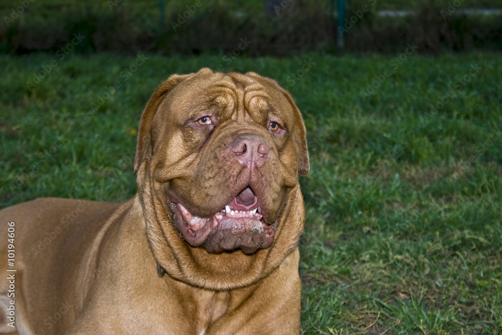 A close-up of a Dogue De Bordeaux, AKA the French Mastiff