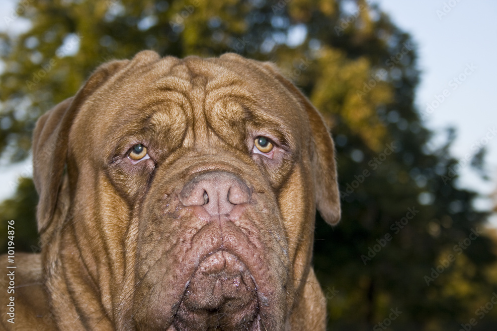 A close-up of a Dogue De Bordeaux, AKA the French Mastiff A close-up of a Dogue De Bordeaux, AKA the French Mastiff