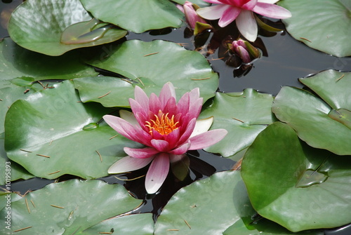 Obraz na plátně Ninfea rosa