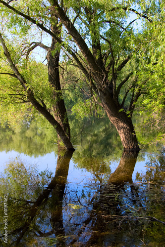 Fototapeta Naklejka Na Ścianę i Meble -  tree on the river