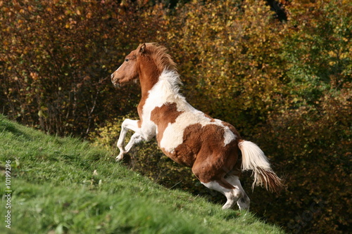 Galop montée photo