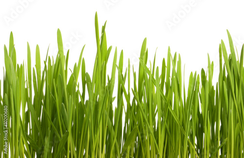 Young juicy green grass on a white background