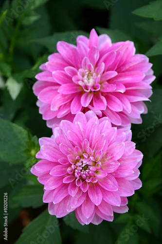 rosa farbene dahlien (asteraceae)