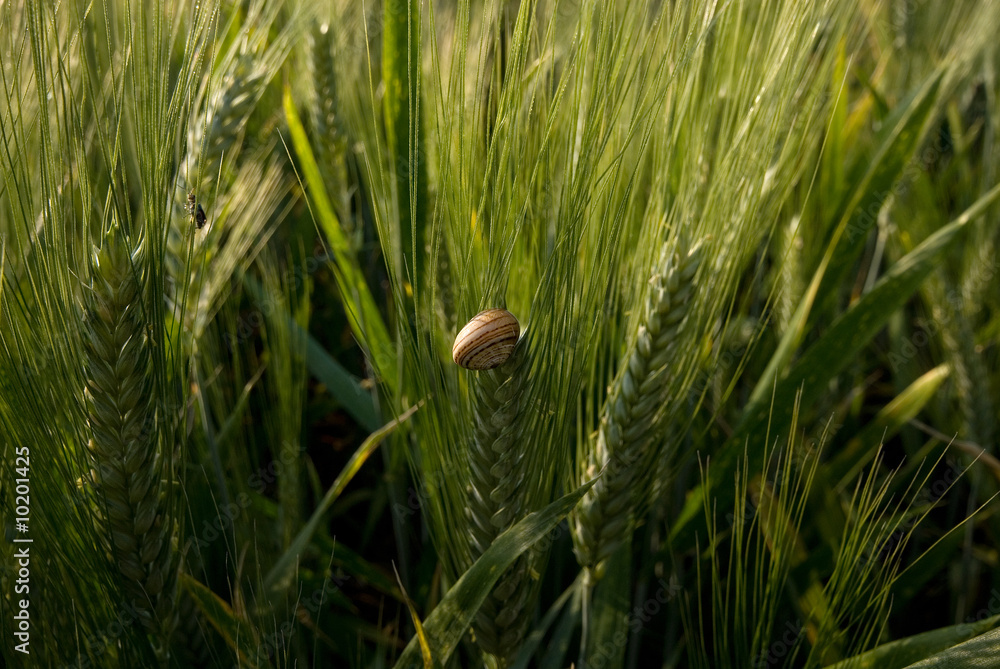 Obraz premium Flora Fauna 0002