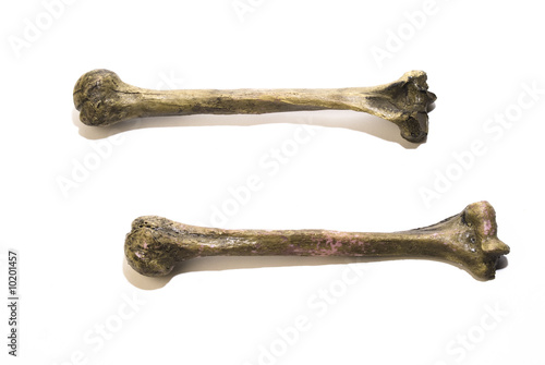 two human leg bones.