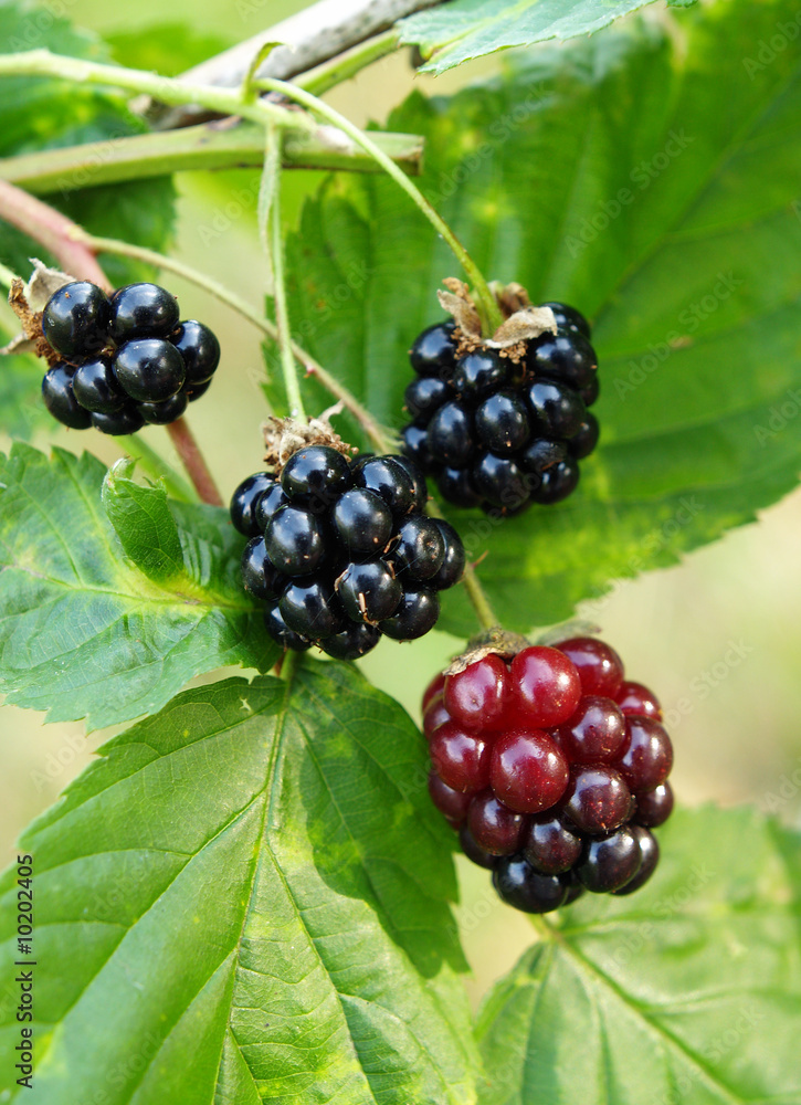 blackberries blackberries