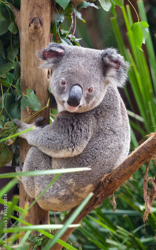 A koala sitting on a branch and looking at the photographer. A koala sitting on a branch and looking at the photographer.