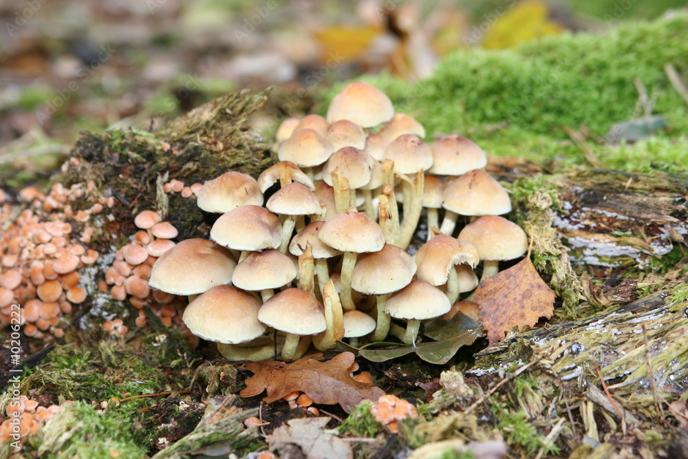 pilz pilz