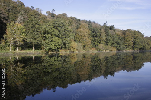 reflection of the tree in water