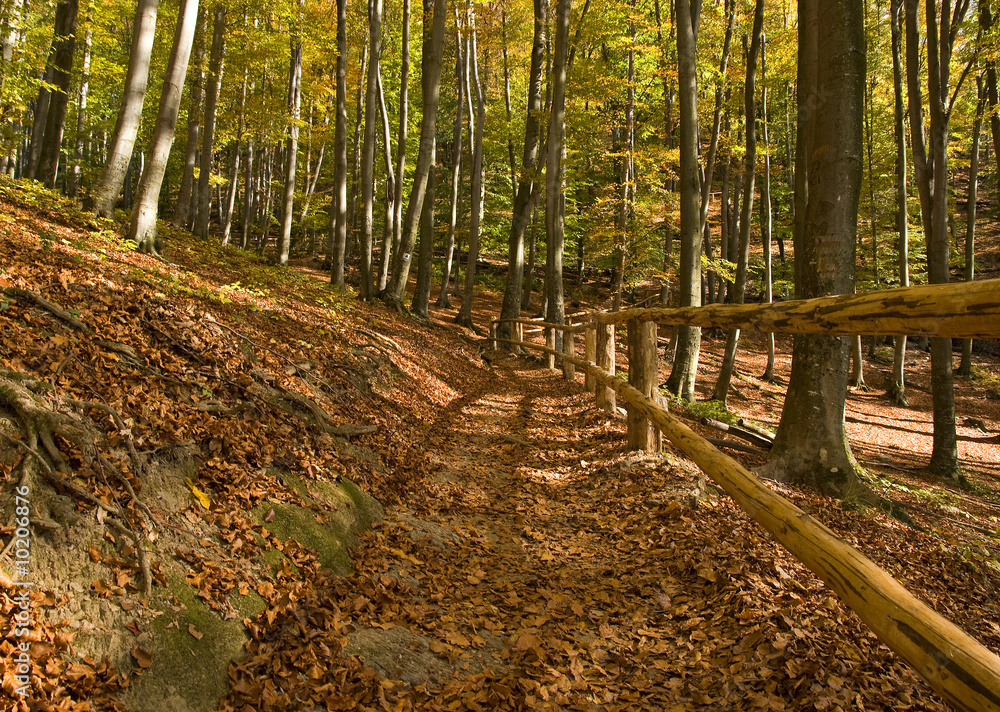 Pathway in the forest Pathway in the forest