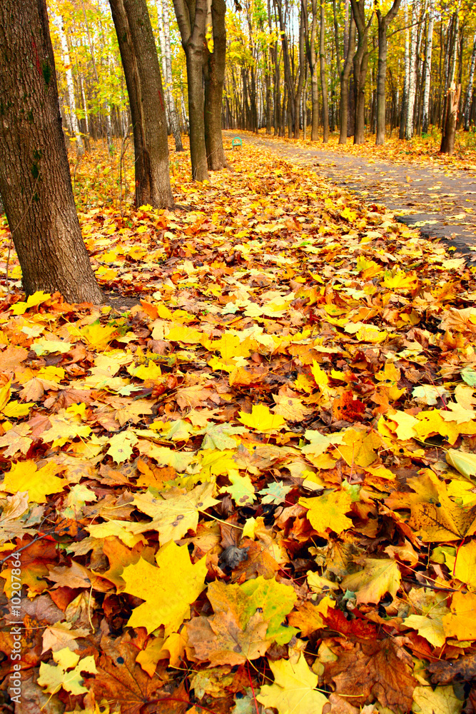 Autumn park wilth yellow fallen maple leaves