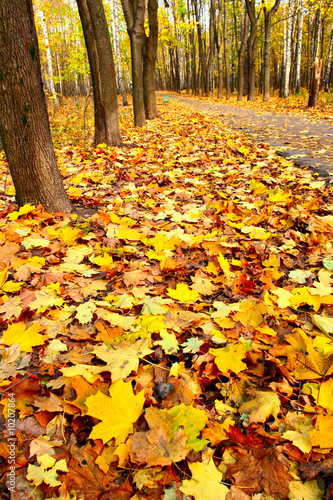 Autumn park wilth yellow fallen maple leaves