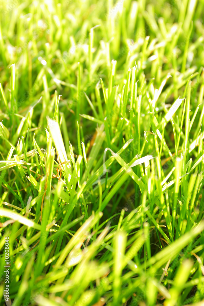 Obraz premium Green lawn, may be used as background.