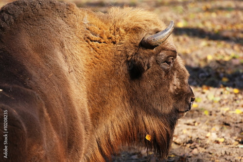 Fényképezés aurochs head