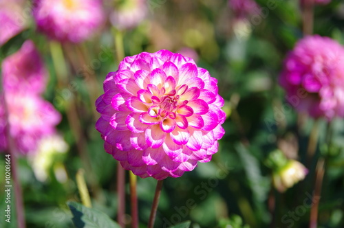 Dahlias roses, feuillage vert