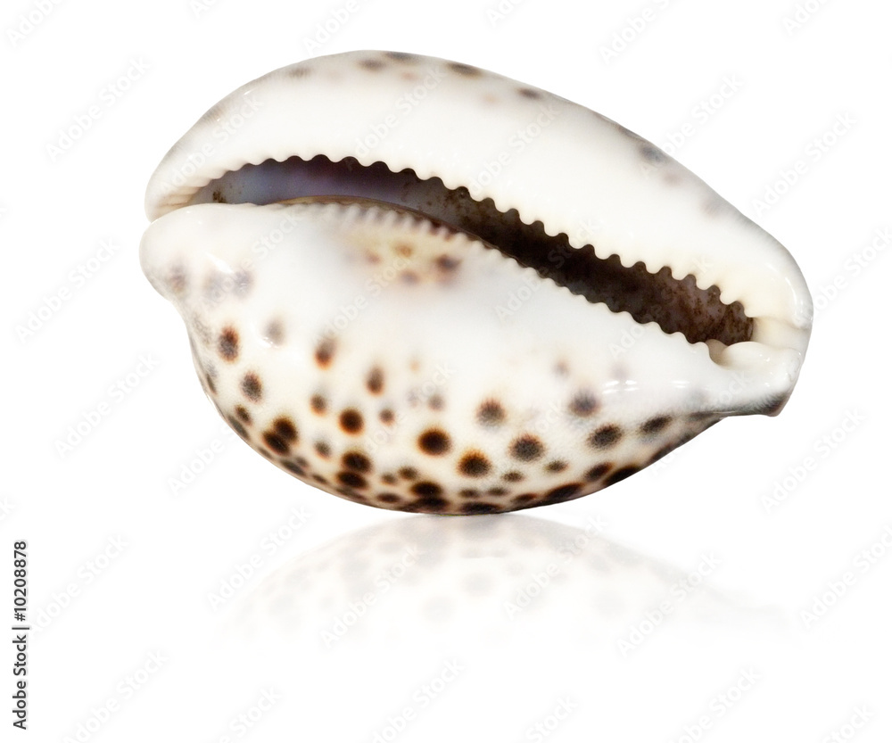 Wonderful sea shell isolated