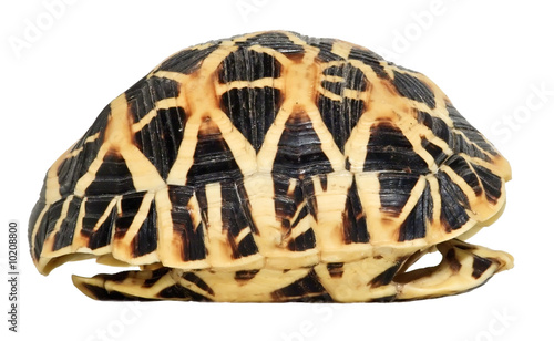 Tortoise shell isolated. Side view
