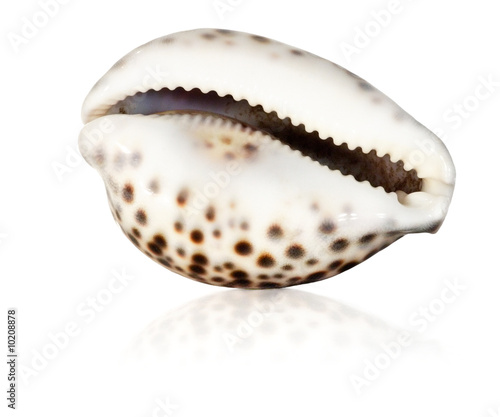 Wonderful sea shell isolated
