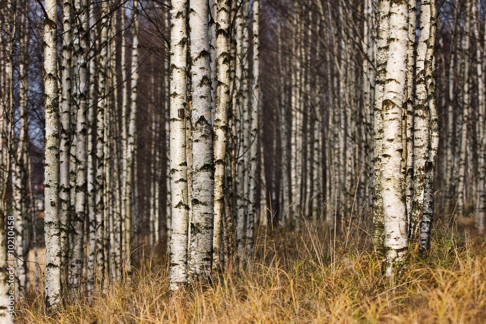 Fototapeta premium Betula's forest in autumn