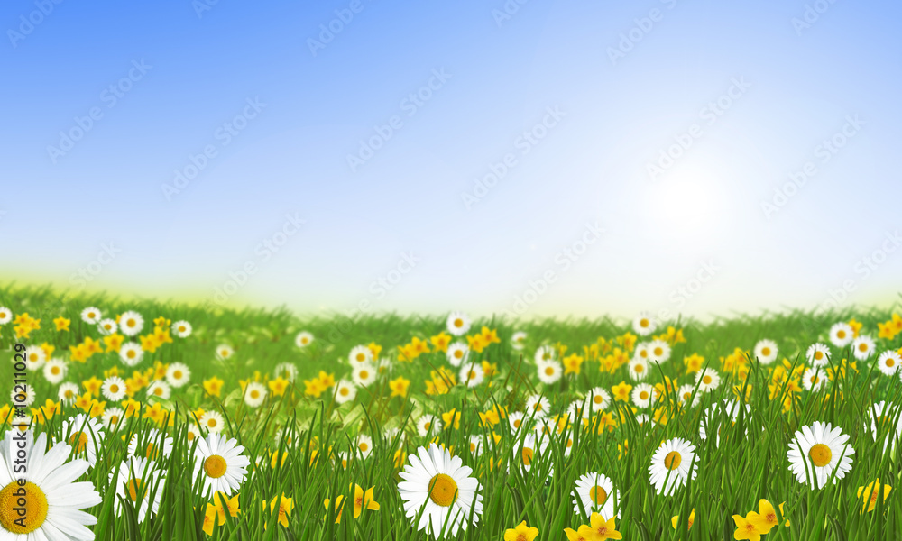 spring meadow with daisies
