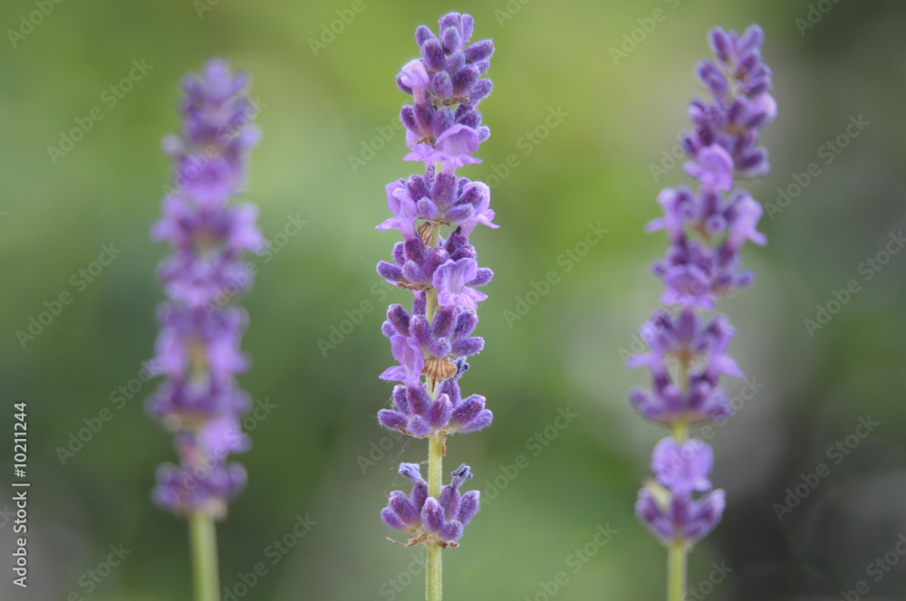 Obraz premium Lavender flowers