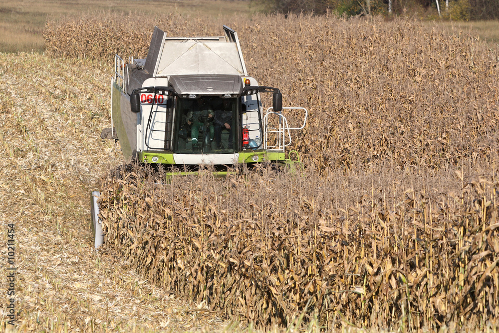 Combine harvesting a corn crop in the field