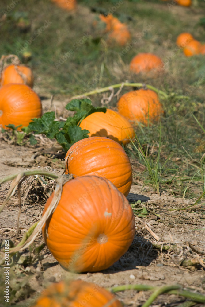 Obraz premium Pumpkin Patch