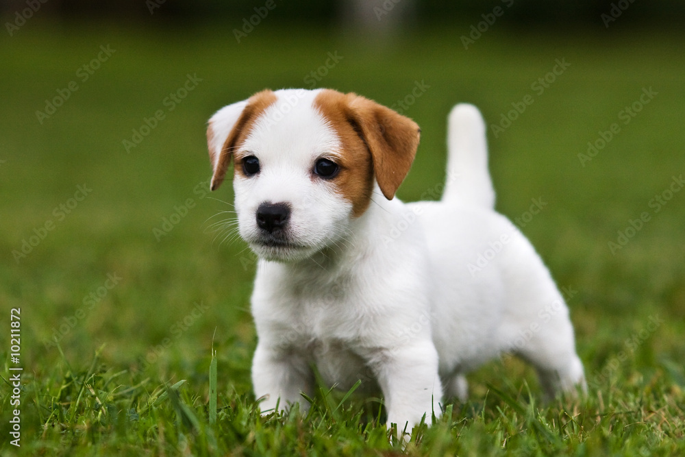 Jack Russell Terrier puppy on grass Jack Russell Terrier puppy on grass
