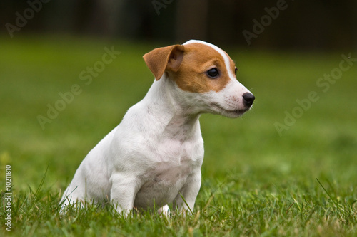 Jack Russell Terrier puppy on grass