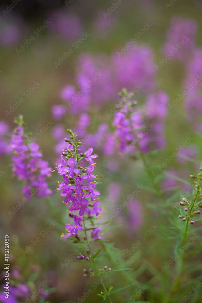 Purple Wildflowers