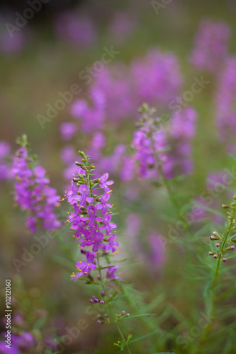 Purple Wildflowers