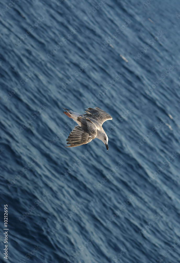 Naklejka premium White and gray seagull flying over blue sea