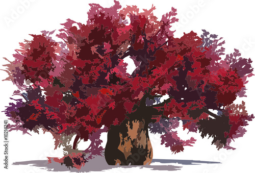 Huge baobab tree isolated