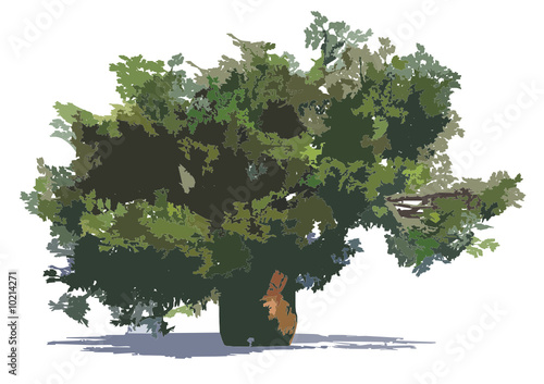 Huge baobab tree isolated