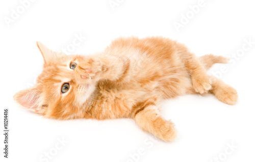 A yellow kitten playing on a white background
